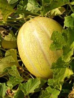 swan lake melon